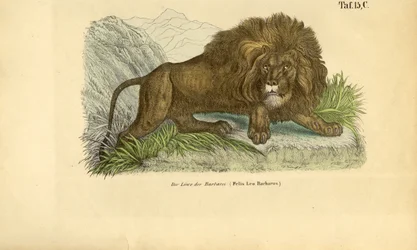 Barbaarileijona