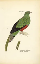 Pavonine Quetzal