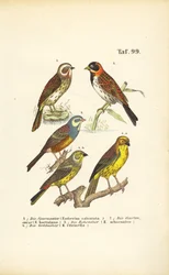 Erilaisia varpuslintulajeja