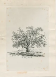 Tutbury - "Wych Elm": kaiverrus, nd [c 1820]