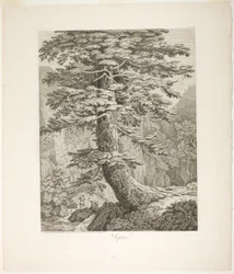 Kuusi