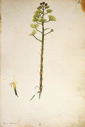 Jacopo Ligozzin vuosisadan kasvin kukka (Agave americana).
