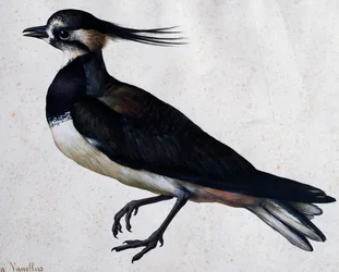 Jacopo Ligozzin (1547-1627) Tringa vanellus
