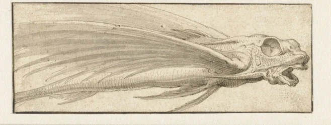 Acabat de peixos voladors