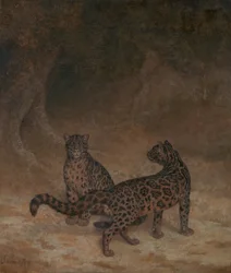 Pilviset leopardit