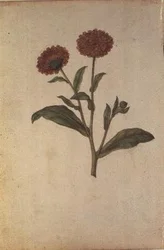 Calendula officinalis, n. 1568