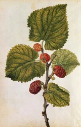 Mulberry: Morus Nigra, n. 1568 (värilitra)
