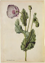 Unikko: Oopiumi (Papaver somniferum), noin 1568, tekijä J.le Moyne de Morgues (noin 1530-88).