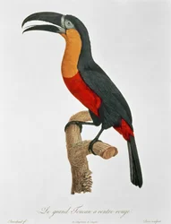 Giant Touraco, kaiverrus Guyard (värikaiverrus)
