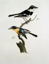 Pririt Batis (Batis pririt) mies- ja naaraspuoliset lajit.
