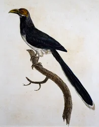 Punanaamainen Malkoha (Phaenicophaeus pyrrhocephalus)