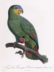 Douro-Couraou-papukaijan naaras