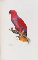 Premiere variete du Grand Lori, kaiverrus Langlois, n. 1801-05