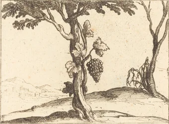 Rypäleterttu