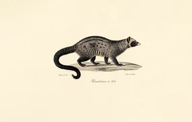 Afrikkalainen civet