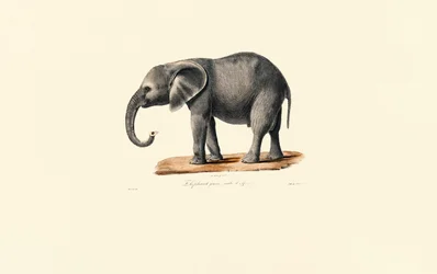 Afrikkalainen norsu (nuori)