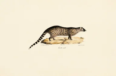 Afrikkalainen Genet