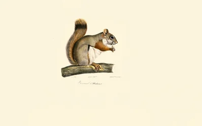 Amerikan punainen orava
