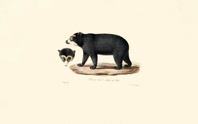 Andean Spectacled Bear (Chileläinen Andien karhu)