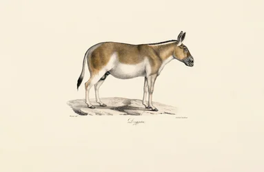 Aasian villi perse