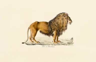 Barbary Lion profiilissa