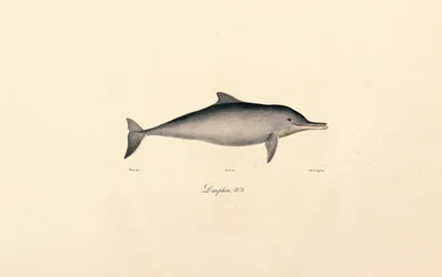 Pullonokkadelfiini (Tursiops truncatus)
