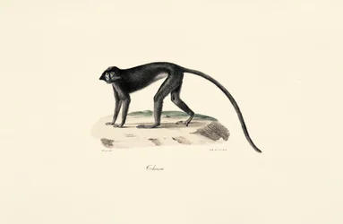 Colobus-apina (Colobus guereza)