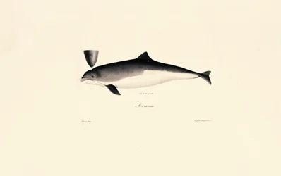 Pullonokkadelfiini