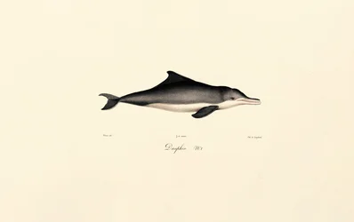 Delfiini (Delphinus delphis)