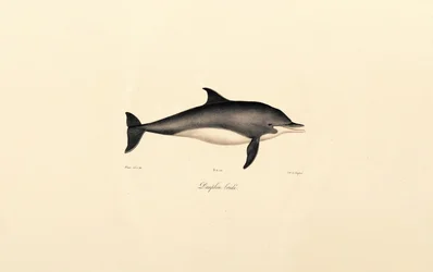 Delfiini (Delphinus delphis)