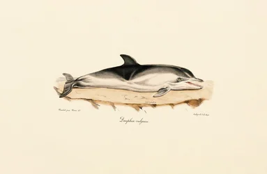 Delfiini