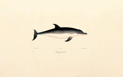 Delfiini