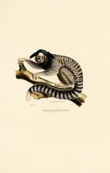 Marmosetti (naaras)