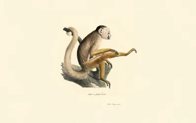 Orava-apina