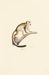 Orava-apina oksalla