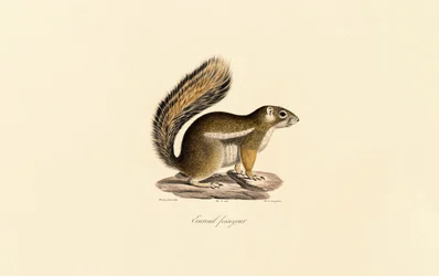 Itäinen liito-orava