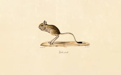Egyptiläinen gerbiili (naaras)