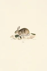 Eurooppalainen kani (Lapin)