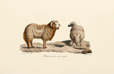 Rasvahäntäinen lammas