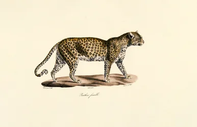 Naarasleopardi