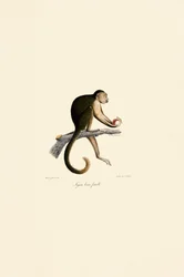 Naaras Tufted Capuchin