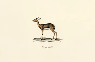 Gray Reedbuck (naaras)