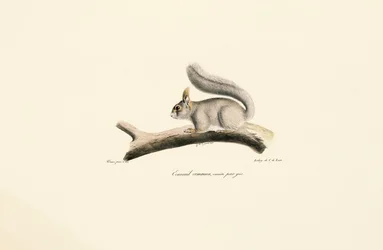 Harmaa orava (Euroopan oravamuunnos)