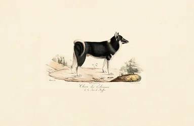 Grönlannin koira