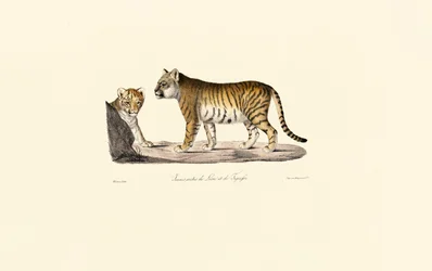 Leijona-tiikeri hybridi