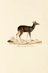 Malaijipeura Kauris