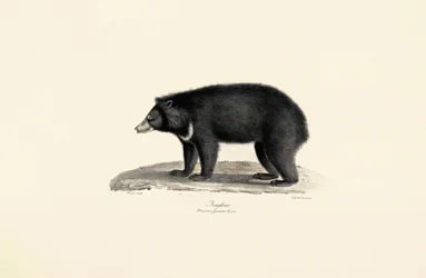 Malesialainen aurinkokarhu