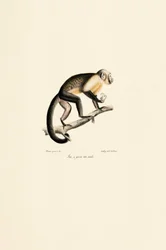 Uros orava-apina