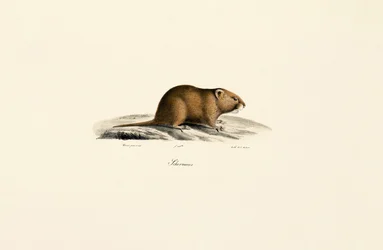 Myyräkoira (Sichermous)