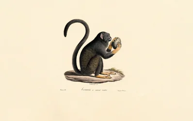Mona Monkey hedelmien kanssa
